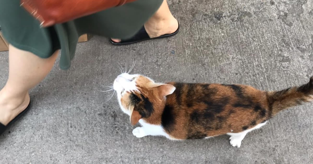 お店の前に人懐っこい猫がいました。餃子の皮が気になる様子。