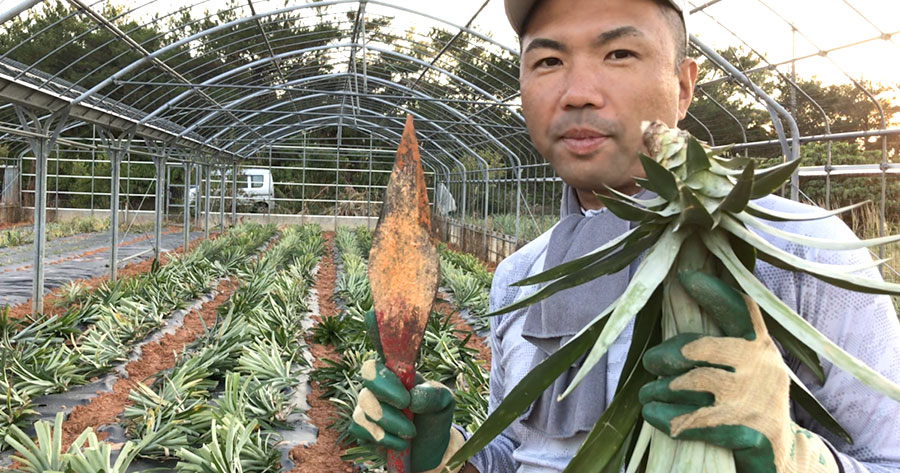 しっかり農業やってます。『パイナップルの植え付け』