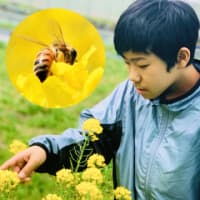 中学2年生の虫博士Daiyaによるミツバチの秘密！もし絶滅したら4年後には人類も滅びる？