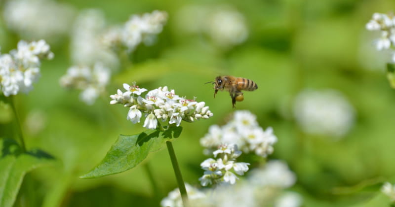 中学2年生の虫博士daiyaがはちみつ王子を取材 ミツバチはなぜ蜜を集めるの 味の違いも解説 農むすび By 楽天ファーム