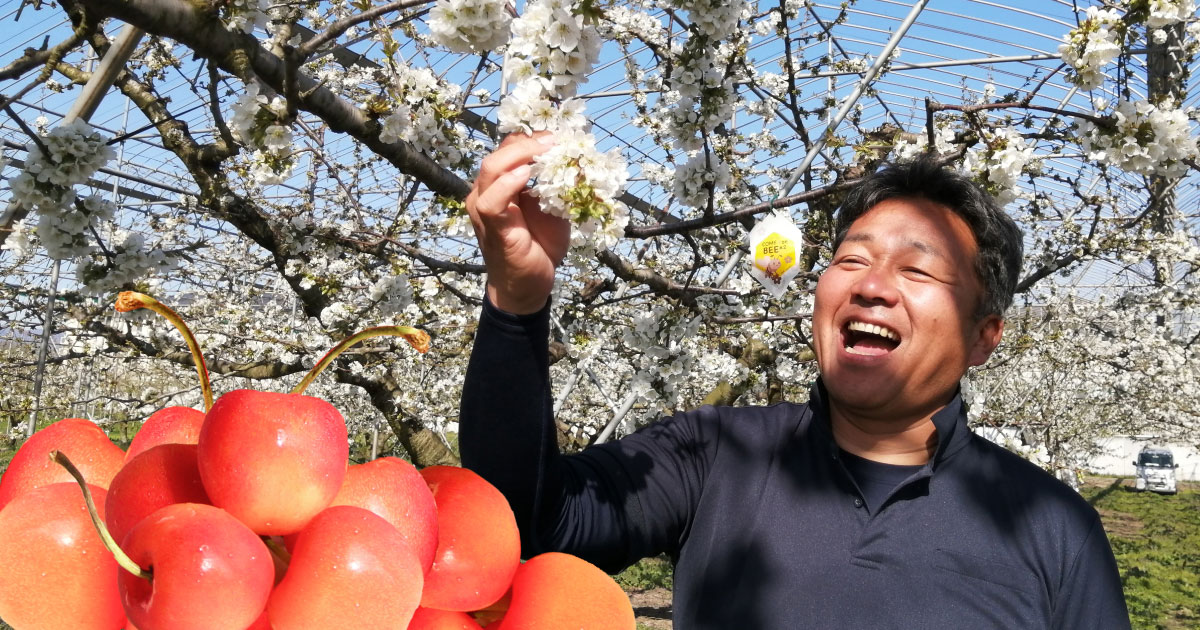 佐藤錦は孫ほどかわいい！桜が満開のさくらんぼ王国でとにかく美味しい秘密を社長に直撃