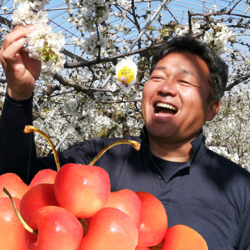 佐藤錦は孫ほどかわいい！桜が満開のさくらんぼ王国でとにかく美味しい秘密を社長に直撃