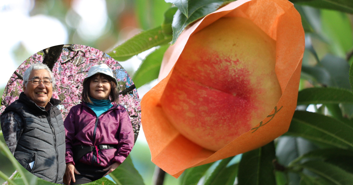 とろける桃をオーガニック栽培で！岡山の夫婦が辿りついた有機桃の意外な真実