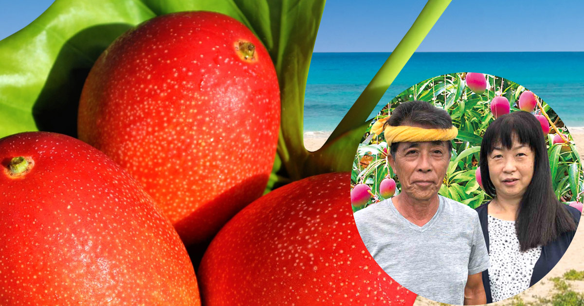 有機マンゴーが沖縄・宮古島でNo.1に！35年続くマンゴー農家夫妻のこだわりと想いに迫る