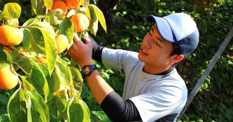 樹上完熟“萩本農園の柿”を全国へ！奈良県の農家5代目が貫く美味しさと安全の「こだわり」とは？
