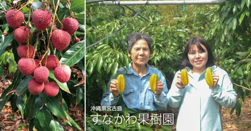 契約農家「すなかわ果樹園」沖縄県宮古島