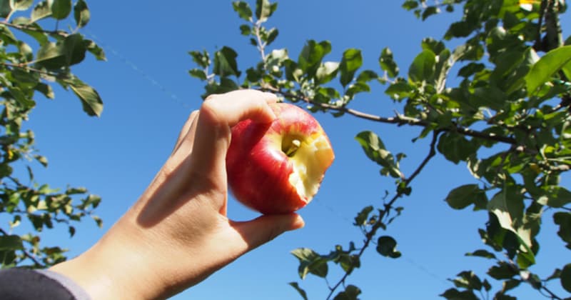 色・味・形・香り…個性豊かなりんごたち