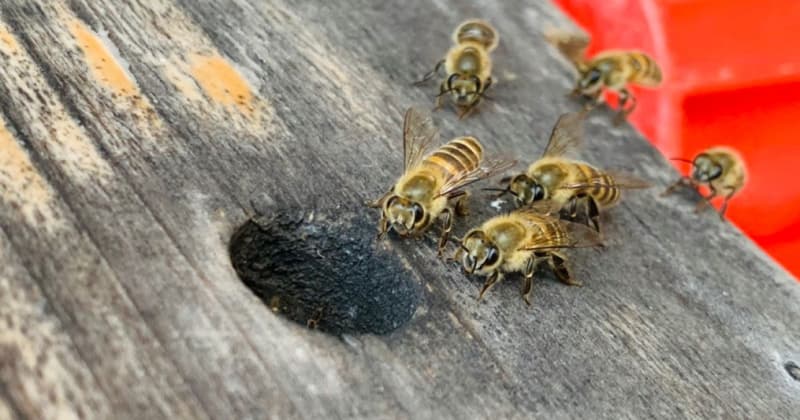 日本ミツバチ(和蜂)と西洋ミツバチの違い