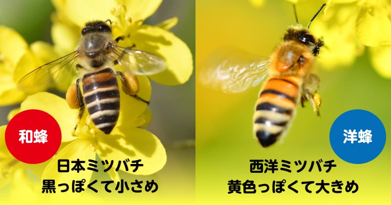 高校1年生の虫博士Daiyaが都会で生息する究極の日本ミツバチを追う ...
