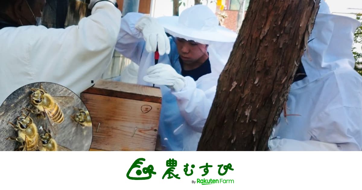 高校1年生の虫博士Daiyaが都会で生息する究極の日本ミツバチを追う！ハチミツが腐らないってホント？