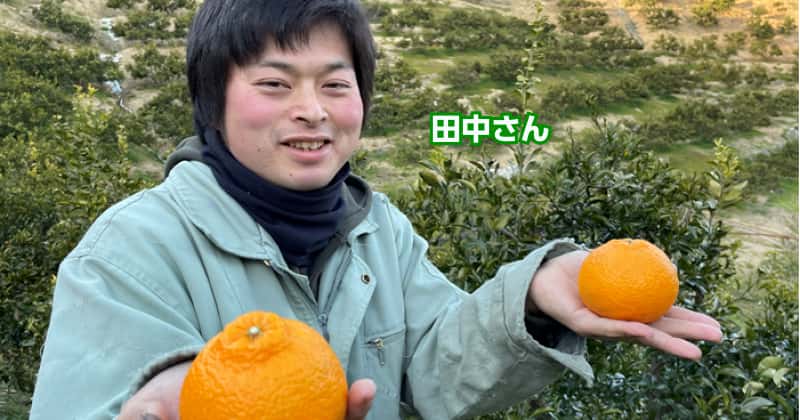 柑橘農家の田中さん