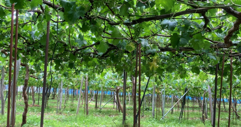 山形県長井市伊佐沢地区は、果樹地帯と呼ばれる果物生産が盛んな地域