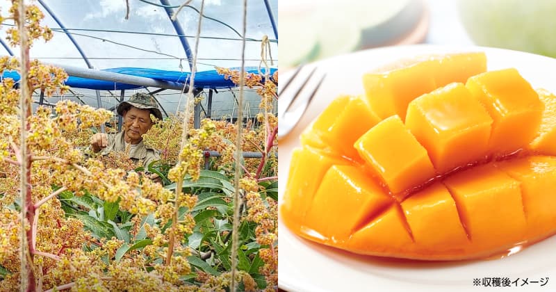 マンゴー好きがマンゴー農家に！仙台から沖縄へのご縁