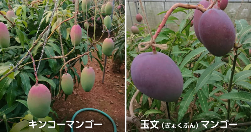 4種のマンゴーを栽培！マンゴー好きはどれを選ぶ？