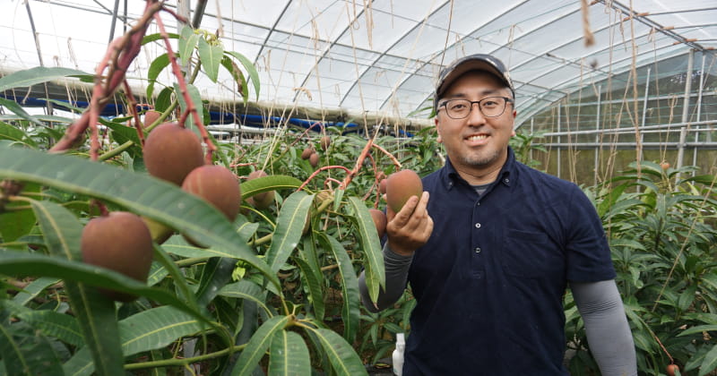 沖縄北部マンゴー好きが研究する渾身のマンゴー！世界自然遺産やんばるの恵みが生む濃い味の秘密