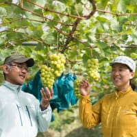 旬を届ける彩り豊かなぶどうたち！岡山で作る心温まる優しいぶどうの秘密は「我が子への想い」から