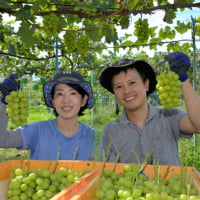 長野トップに輝いたシャインマスカット！夫婦のひたむきな「今」は重なり笑顔が“集う”果物を生む