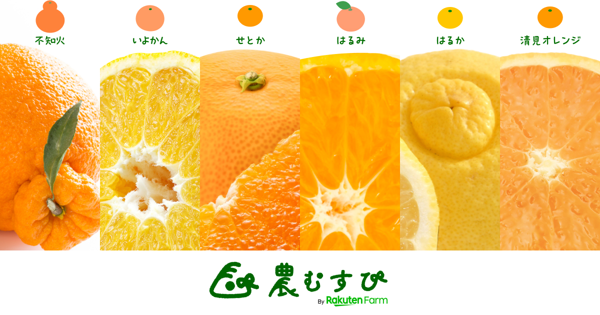 柑橘特集2024【第1弾】せとか、はるみ、不知火、いよかん、はるか、清見...スタッフおすすめ6選