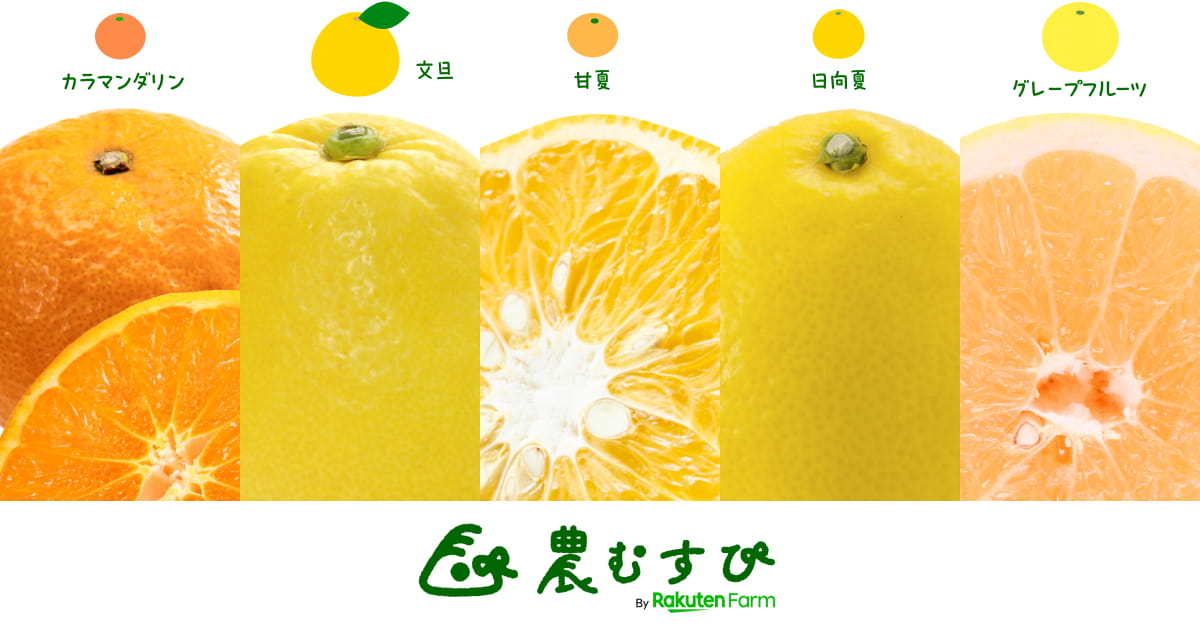 柑橘特集2024【第2弾】カラマンダリン、土佐文旦、甘夏、日向夏...スタッフおすすめ5選