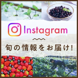 Instagram 楽天ファーム公式アカウント
